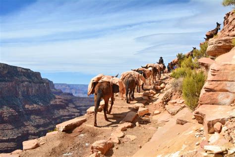 10+ Mule Train Grand Canyon Stock Photos, Pictures & Royalty-Free Images - iStock