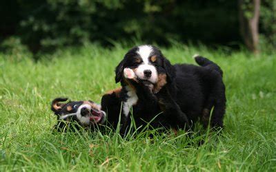 Download wallpapers Berner Sennenhund, puppies, pets, lawn, sennenhund ...