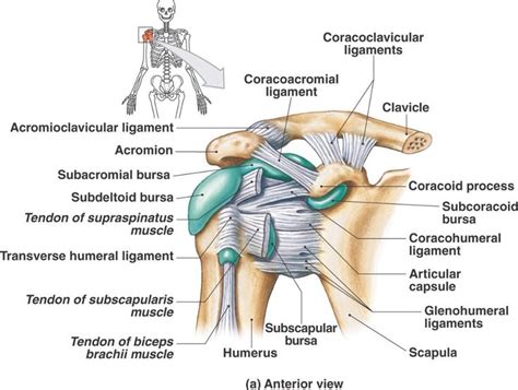 Pin on Anatomy