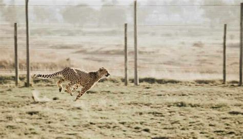 9 Examples of Animals That Gallop (With Pictures)