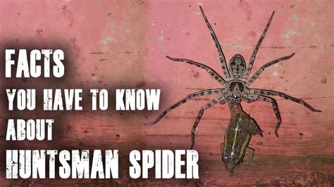 HUNTSMAN SPIDER: All you have to know about this spider - YouTube