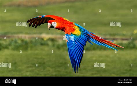 Macaw flying fotografías e imágenes de alta resolución - Página 3 - Alamy