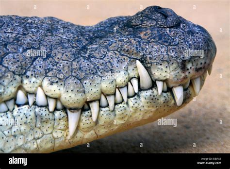 Nile crocodile (Crocodylus niloticus), tip of the mouth with the rows ...