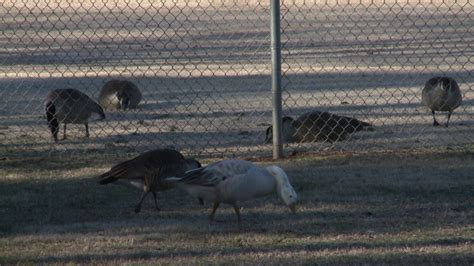 Goose Busters use dog to fend off the flocks | wcnc.com