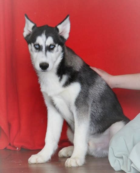 Balto Siberian Husky Puppy 614917 | PuppySpot