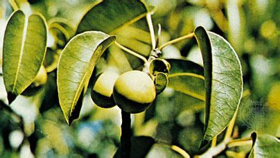 Manchineel | plant | Britannica