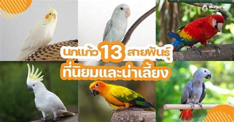 นกแก้ว 13 สายพันธุ์ เป็นที่นิยมและน่าเลี้ยง