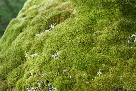 identification - What is the type of moss that commonly grows in dirt, trees, and bricks ...