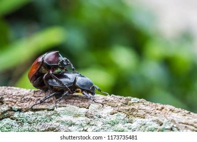 205 Rhino mating Images, Stock Photos & Vectors | Shutterstock