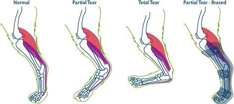 Dog Achilles Tendon Injury | Canine Hock | Support Brace — PawOpedic