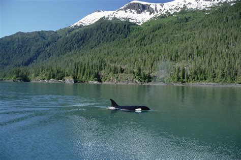 Orca Female Inside Passage Alaska Photograph by Konrad Wothe