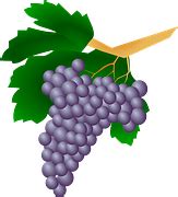 Grapes Vine Vineyard - Free image on Pixabay