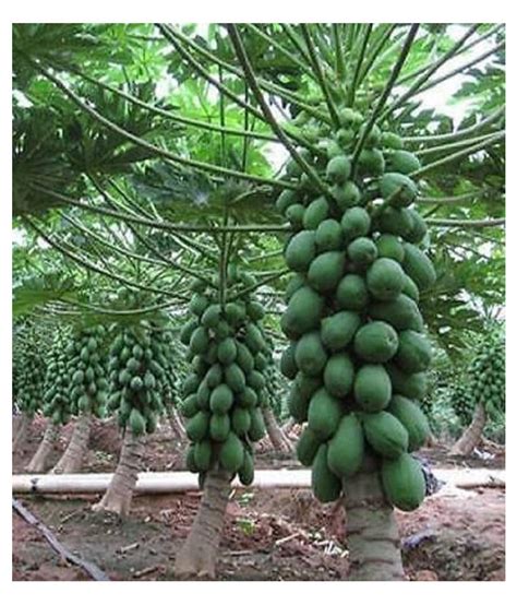 Buy Dwarf Papaya F1 Hybrid Fruit Seeds 50 Seeds Online at Best Price in India - Snapdeal