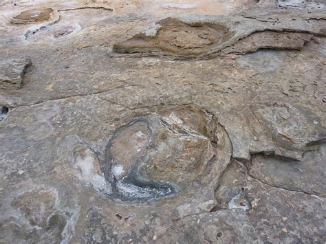 Dinosaur Footprints at Gantheaume Point in Broome | Amusing Planet