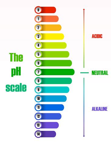 The Ph Scale Diagram Stock Illustration - Download Image Now - iStock