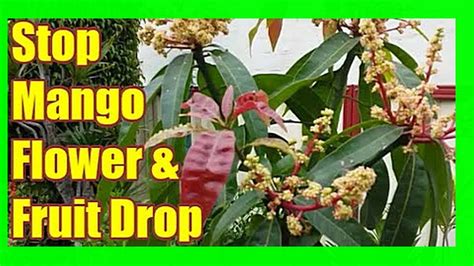 Prevent Mango Flower and Fruit Drop: Mango Tree Care - YouTube