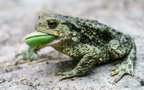 What Do Toads Eat? Food List, Feeding Guide & Chart - More Reptiles