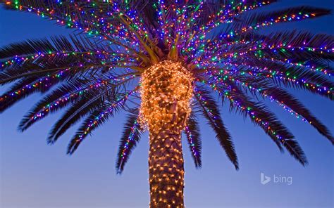 새해소망 Christmas Palm Tree, Tropical Christmas, Garden Christmas, Outdoor Christmas Lights ...