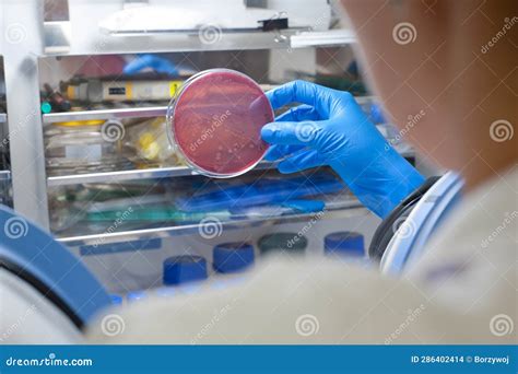 Examining plate stock photo. Image of elbow, scientist - 286402414