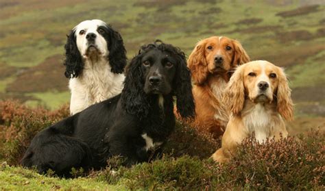 English Cocker Spaniel Breed Information