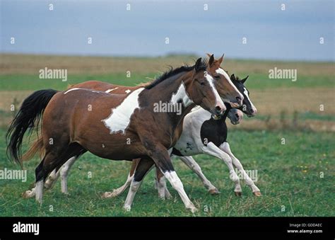 PAINT HORSE, HERD GALOPING THROUGH MEADOW Stock Photo - Alamy