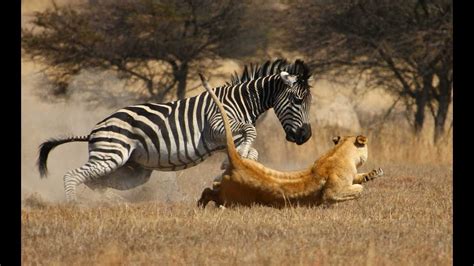 A Brave Zebra Fight With Lion || lion severely injured on zebra attack 2016 - YouTube