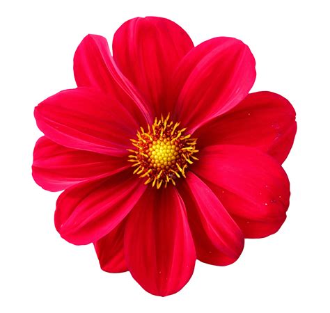 Download Flower PNG Image for Free