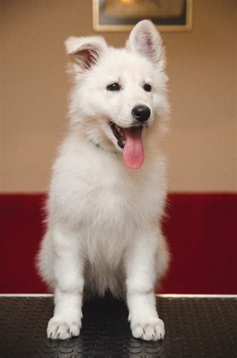 White Shepherd Puppies For Sale | San Bernardino County, CA #244134