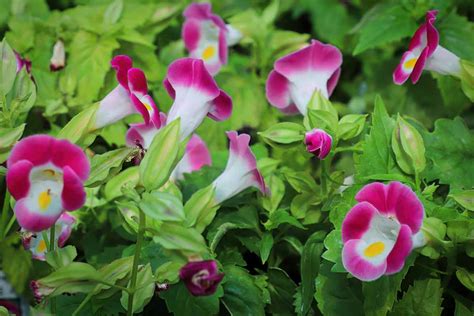 How to Grow and Care for Torenia (Wishbone) Flowers | Gardener’s Path