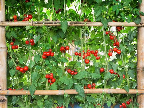 Cherry Tomato Plant Trellis