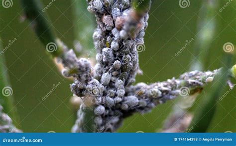 White aphids stock photo. Image of plant, milkweed, rural - 174164398