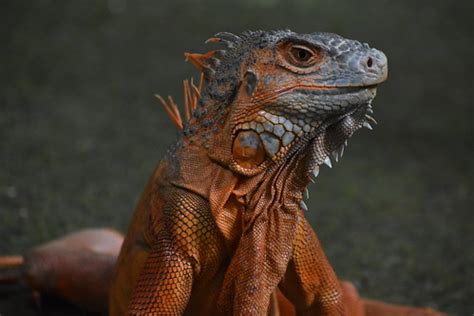 Male iguana | @ Guindy national park | Himanshu Badhani | Flickr