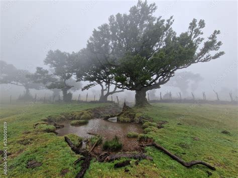 Fanal forest, Madeira Stock Photo | Adobe Stock