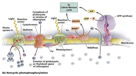 Cyclic and Non-cyclic Photo phosphorylation. - YouTube