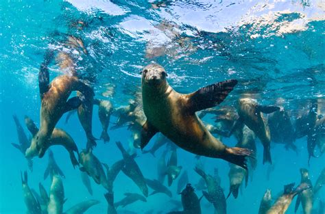 7 Facts About Sea Lions