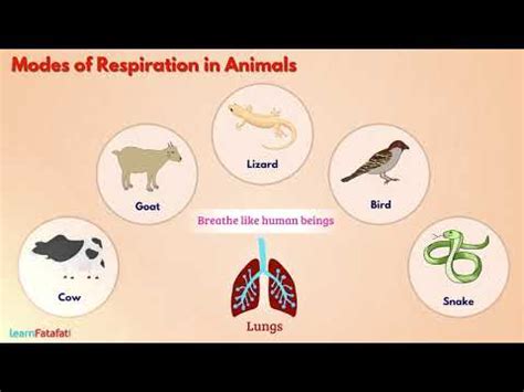 Respiration in Organisms Class 7 Science - Breathing in Animals - YouTube