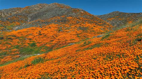 Bright pink ocean and rare wildflower super bloom — February’s best ...