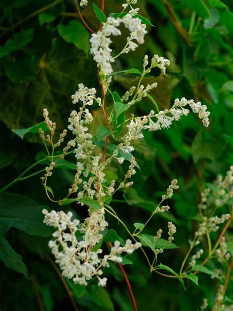 The Silver Lace Plant - Growing Silver Lace Vines In The Garden