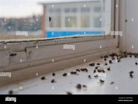 Fly on window with many dead flies on the window ledge at a school Stock Photo - Alamy