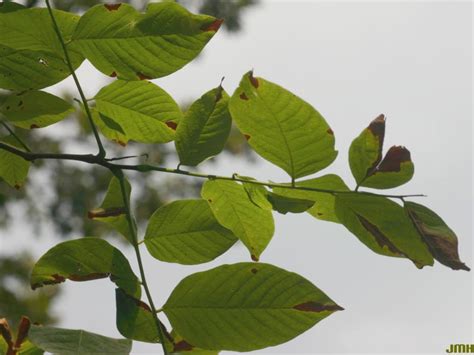 Yellowwood | The Morton Arboretum