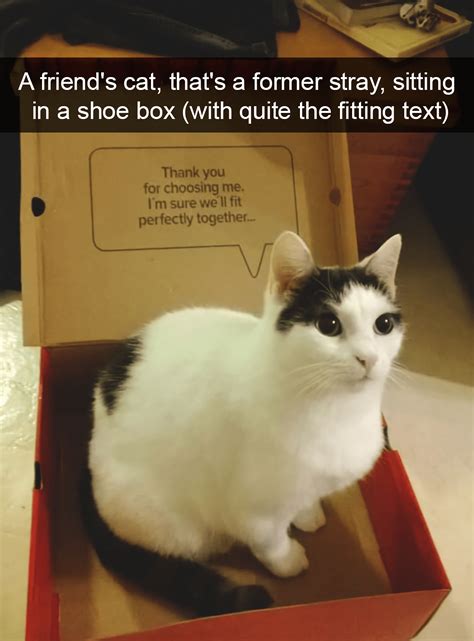 A friend’s cat, that’s a former stray, sitting in a shoe box (with ...