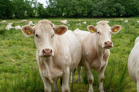 Charolais Cattle: Essential Facts and Breed Information