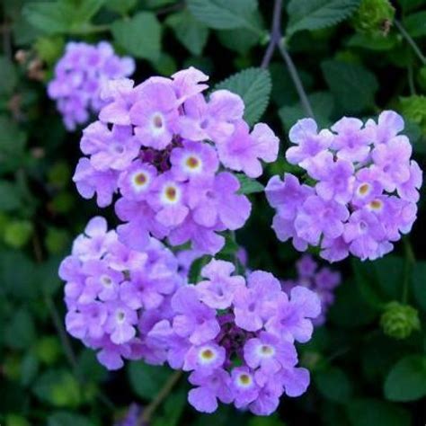 Buy Lantana Purple Plant online at cheap price on plantsguru.com