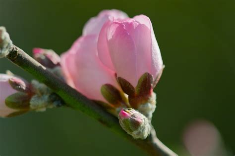 Almond | Flowers of Almond | halfrain | Flickr