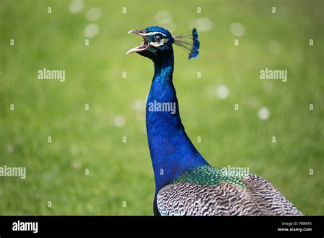 Peacock making noise in the field Stock Photo - Alamy