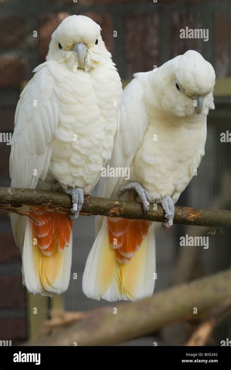 Cockatoo breeding pair hi-res stock photography and images - Alamy