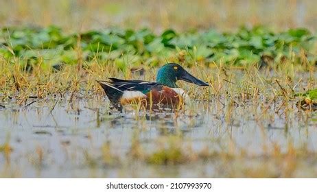 Northern Shoveler Isolated Habitat Stock Photo 2107993970 | Shutterstock