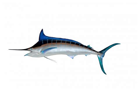 Great Blue Marlin Free Stock Photo - Public Domain Pictures