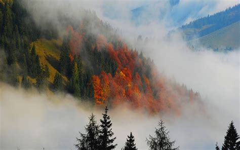 HD Autumn Fog Wallpaper | Download Free -87396 | Beautiful photos of ...