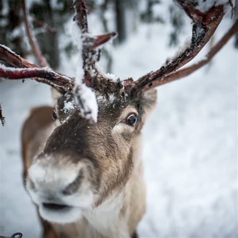 Cross Keys Mews - Reindeer Takeover - Visit St Neots